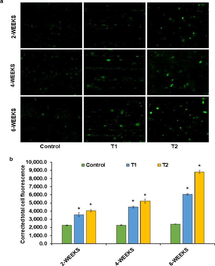 https://cdn.ncbi.nlm.nih.gov/pmc/blobs/1042/12084320/0fce643e9163/41598_2025_93997_Fig1_HTML.jpg
