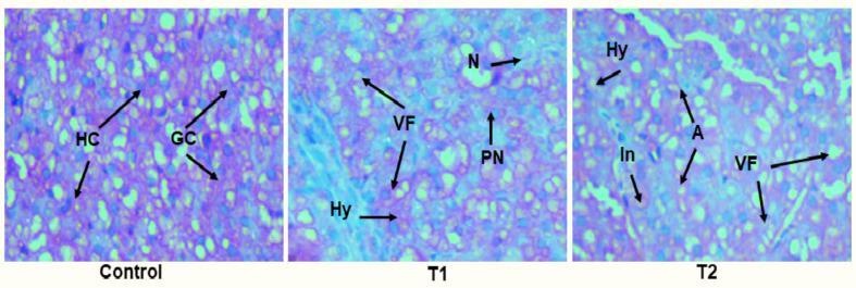 https://cdn.ncbi.nlm.nih.gov/pmc/blobs/1042/12084320/275df0980dec/41598_2025_93997_Fig5_HTML.jpg