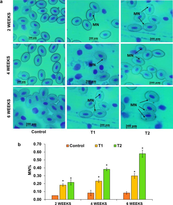 https://cdn.ncbi.nlm.nih.gov/pmc/blobs/1042/12084320/c91830d6f872/41598_2025_93997_Fig3_HTML.jpg
