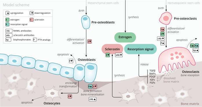 https://cdn.ncbi.nlm.nih.gov/pmc/blobs/1046/9363122/348b6f37e319/elife-76228-fig1.jpg