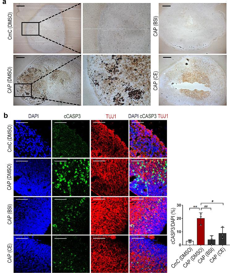 https://cdn.ncbi.nlm.nih.gov/pmc/blobs/1049/11040922/072ebe3bb0ca/13287_2024_3732_Fig5_HTML.jpg