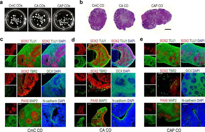 https://cdn.ncbi.nlm.nih.gov/pmc/blobs/1049/11040922/69b4b5074e75/13287_2024_3732_Fig2_HTML.jpg