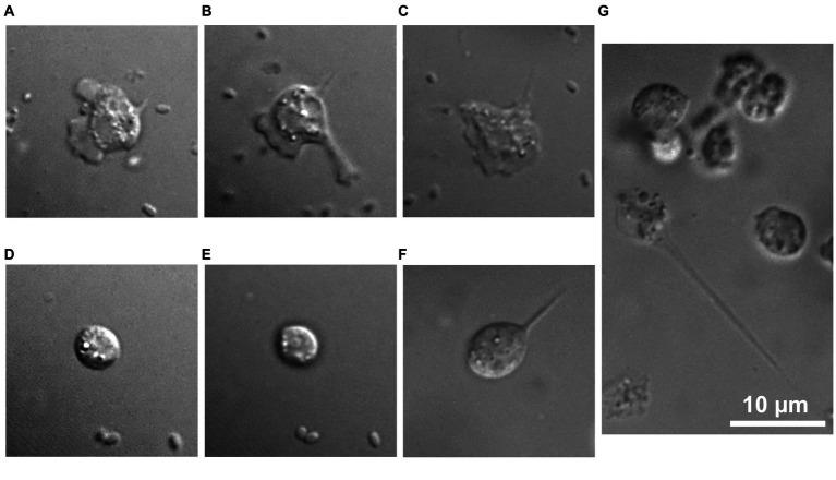 https://cdn.ncbi.nlm.nih.gov/pmc/blobs/104c/10770858/8f701476682e/fmicb-14-1324985-g002.jpg