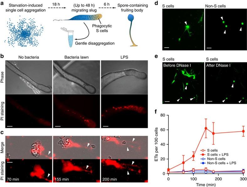 https://cdn.ncbi.nlm.nih.gov/pmc/blobs/104e/4773522/17d49f2ec5b5/ncomms10938-f1.jpg