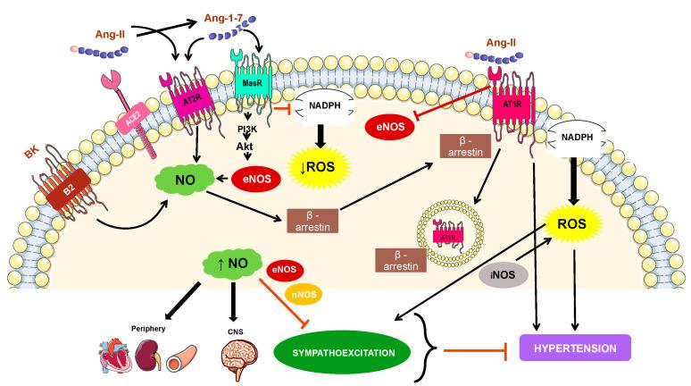 https://cdn.ncbi.nlm.nih.gov/pmc/blobs/1057/8533285/3582a226da63/biology-10-01041-g002.jpg