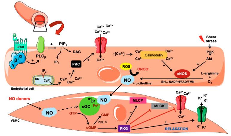 https://cdn.ncbi.nlm.nih.gov/pmc/blobs/1057/8533285/ad9e124b04e2/biology-10-01041-g001.jpg