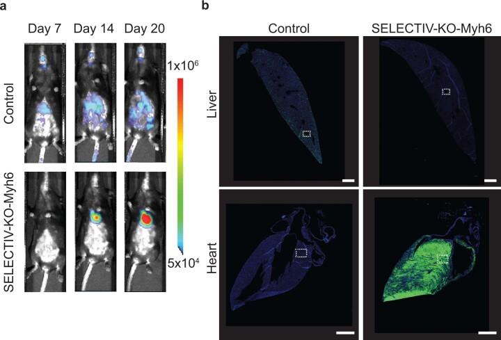 https://cdn.ncbi.nlm.nih.gov/pmc/blobs/1059/10333121/31df73203398/41592_2023_1896_Fig13_ESM.jpg