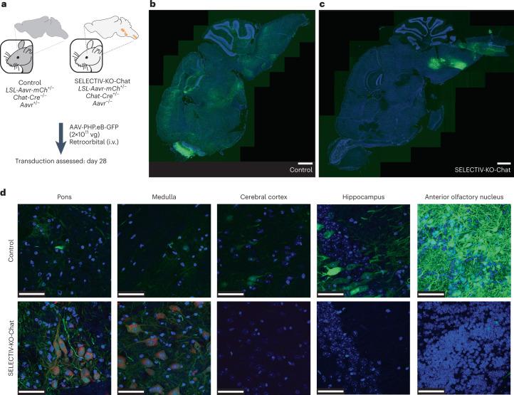 https://cdn.ncbi.nlm.nih.gov/pmc/blobs/1059/10333121/69420cdff24d/41592_2023_1896_Fig6_HTML.jpg