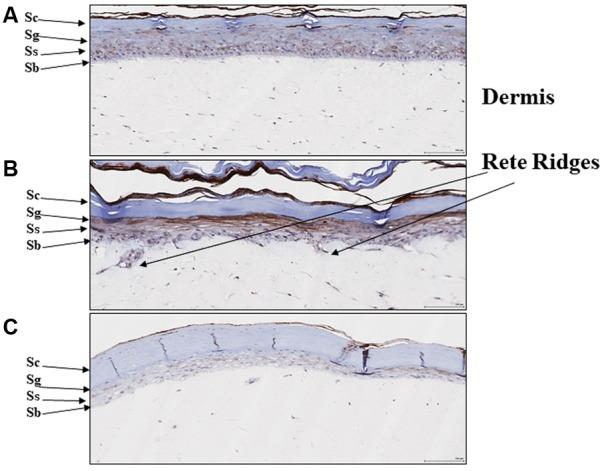 https://cdn.ncbi.nlm.nih.gov/pmc/blobs/1059/5854648/ae2948f8d162/fphar-09-00200-g005.jpg