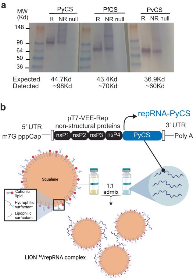 https://cdn.ncbi.nlm.nih.gov/pmc/blobs/105f/10781674/7e3eb2cb69c5/41541_2023_799_Fig1_HTML.jpg