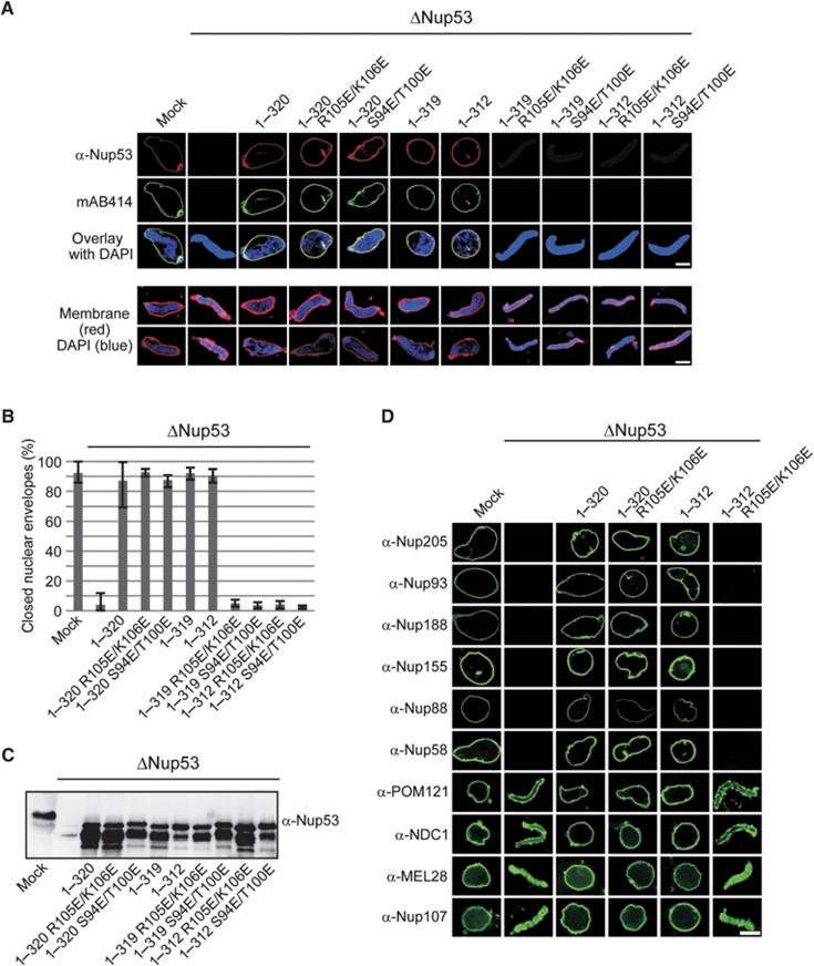 https://cdn.ncbi.nlm.nih.gov/pmc/blobs/1060/3474928/b31186163a46/emboj2012256f4.jpg