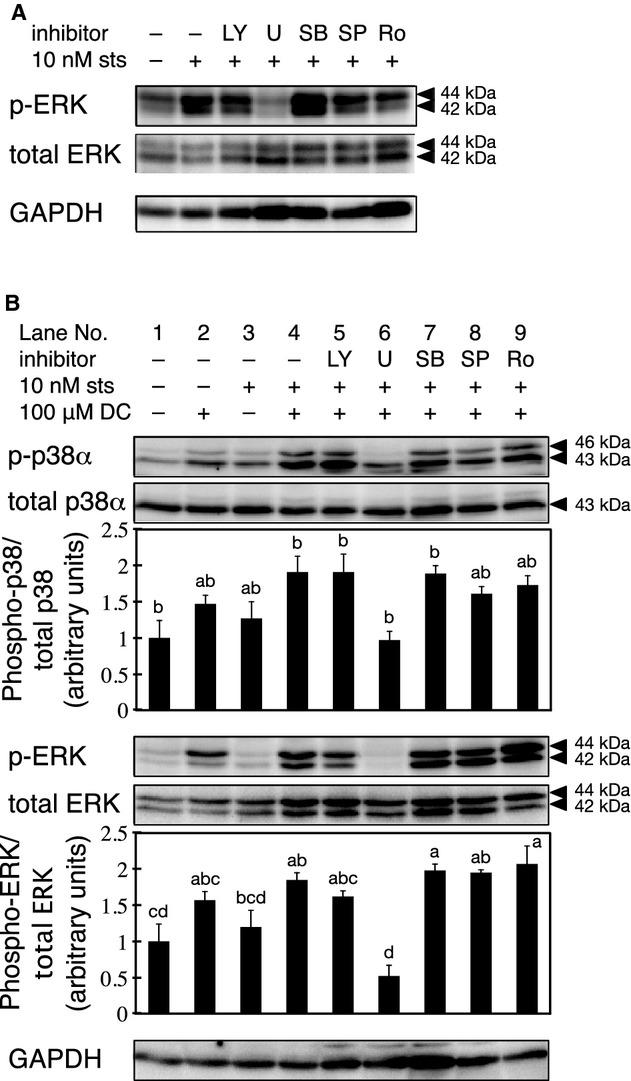 https://cdn.ncbi.nlm.nih.gov/pmc/blobs/1060/4246598/2aeab125856e/phy2-2-e12143-g6.jpg