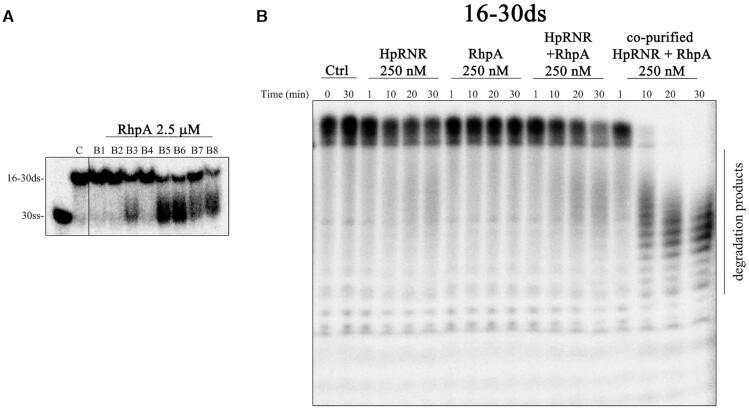 https://cdn.ncbi.nlm.nih.gov/pmc/blobs/1061/8136821/2c09c7b74c18/gkab283fig4.jpg