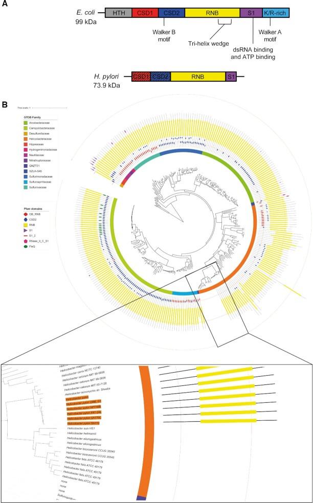https://cdn.ncbi.nlm.nih.gov/pmc/blobs/1061/8136821/d51349598753/gkab283fig1.jpg