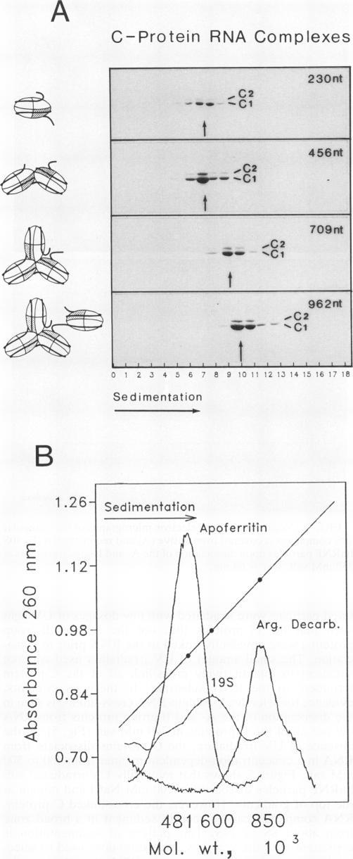 https://cdn.ncbi.nlm.nih.gov/pmc/blobs/1064/358402/0bf42cdf56bf/molcellb00001-0549-a.jpg