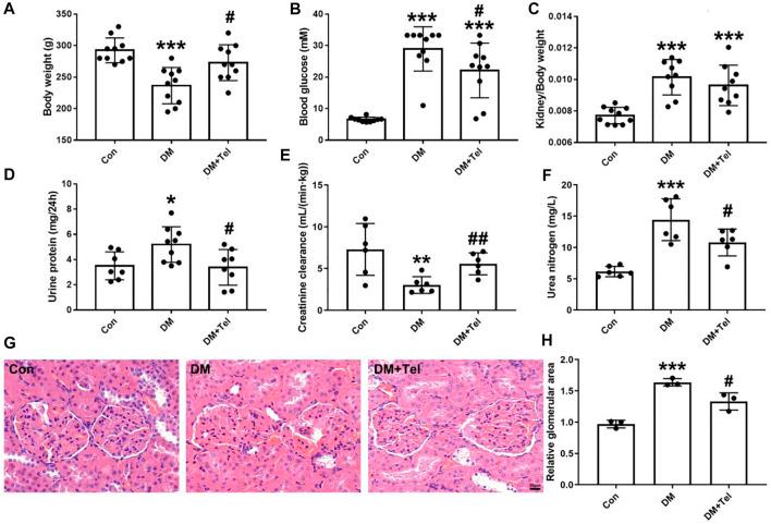 https://cdn.ncbi.nlm.nih.gov/pmc/blobs/1064/9061946/f95a1d98b489/fphar-13-876469-g001.jpg