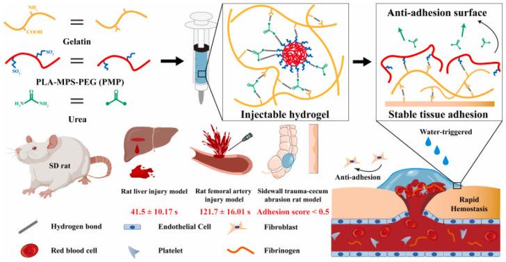 https://cdn.ncbi.nlm.nih.gov/pmc/blobs/1065/12027129/c8ae649be382/gels-11-00234-g013.jpg