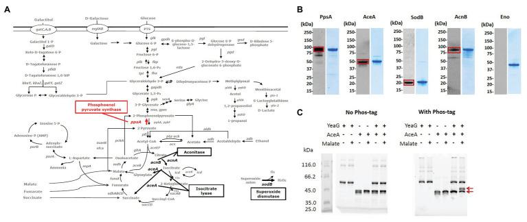 https://cdn.ncbi.nlm.nih.gov/pmc/blobs/1068/8055822/b181729654bc/fmicb-12-657562-g003.jpg