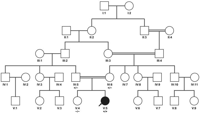 https://cdn.ncbi.nlm.nih.gov/pmc/blobs/106a/11675615/8b712cd305ce/genes-15-01594-g003.jpg