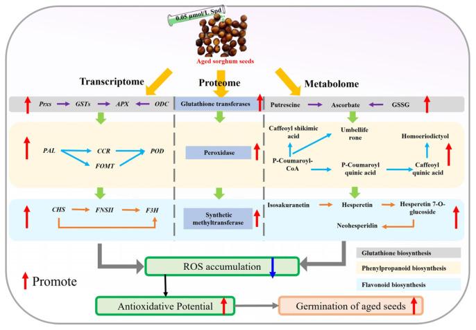 https://cdn.ncbi.nlm.nih.gov/pmc/blobs/106c/11939325/f389b6470921/antioxidants-14-00349-g008.jpg