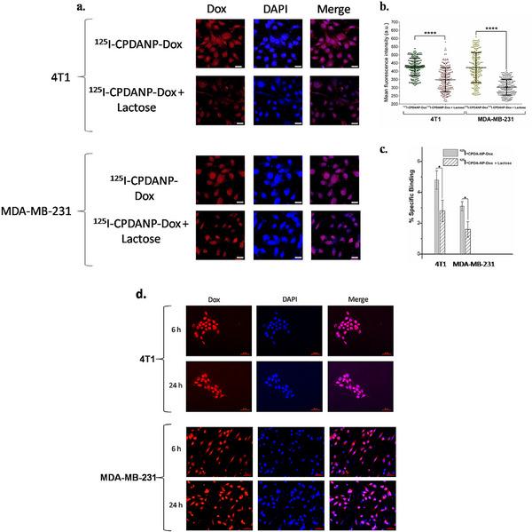 https://cdn.ncbi.nlm.nih.gov/pmc/blobs/106e/12366269/5458b886232a/SMLL-21-2502419-g005.jpg