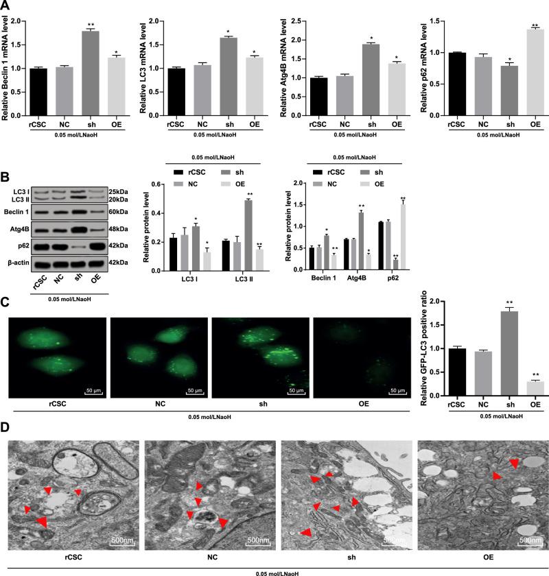 https://cdn.ncbi.nlm.nih.gov/pmc/blobs/1070/7490227/00da181f480e/iovs-61-11-19-f007.jpg