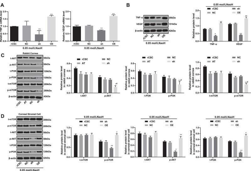 https://cdn.ncbi.nlm.nih.gov/pmc/blobs/1070/7490227/e7250256bd4f/iovs-61-11-19-f008.jpg