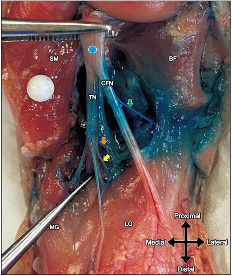 https://cdn.ncbi.nlm.nih.gov/pmc/blobs/1071/11184435/1976387d07c2/acb-57-2-229-f4.jpg
