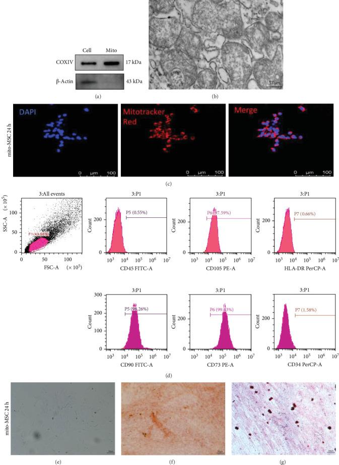 https://cdn.ncbi.nlm.nih.gov/pmc/blobs/1071/12401616/68f25495dcfd/SCI2025-4639115.003.jpg