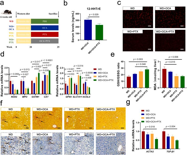 https://cdn.ncbi.nlm.nih.gov/pmc/blobs/1072/9830314/44313b504385/gr8.jpg