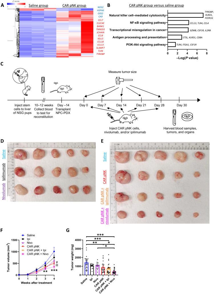 https://cdn.ncbi.nlm.nih.gov/pmc/blobs/1079/9683725/7f1631fccf30/sciadv.add1187-f7.jpg