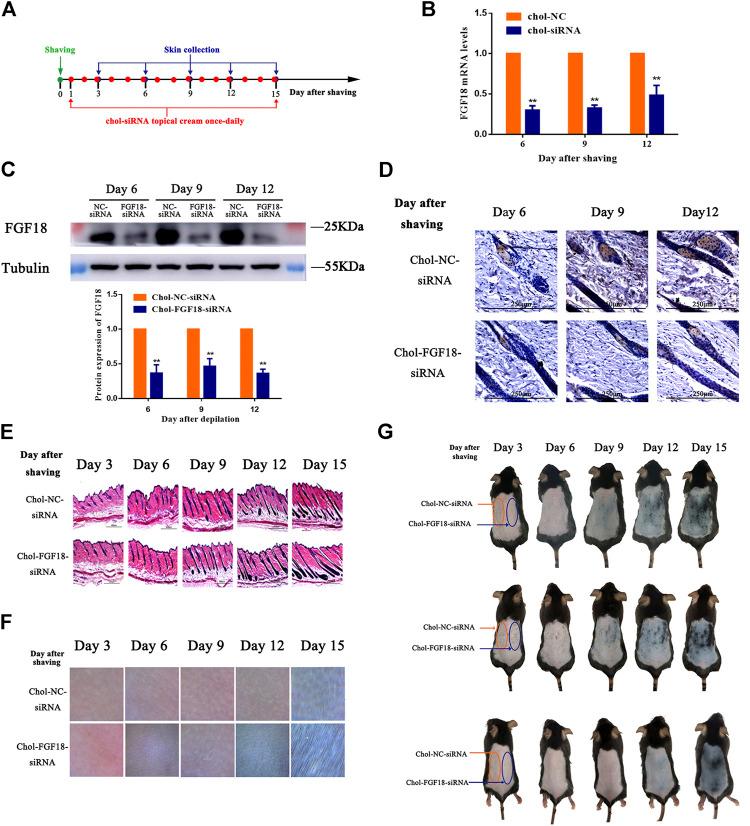 https://cdn.ncbi.nlm.nih.gov/pmc/blobs/107c/8293299/6aafce3ebb75/fphar-12-666860-g004.jpg