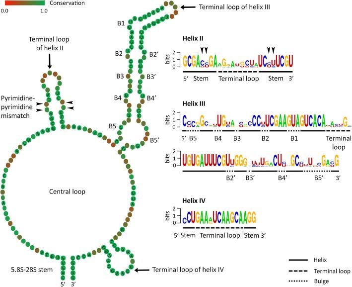 https://cdn.ncbi.nlm.nih.gov/pmc/blobs/1085/7071660/7fc72d8351fe/12862_2020_1601_Fig6_HTML.jpg