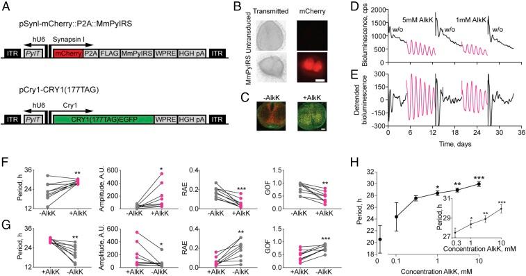 https://cdn.ncbi.nlm.nih.gov/pmc/blobs/1089/6310849/38dc588a5316/pnas.1811438115fig01.jpg
