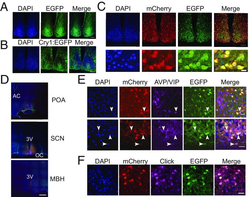 https://cdn.ncbi.nlm.nih.gov/pmc/blobs/1089/6310849/caef3b90e5cd/pnas.1811438115fig03.jpg