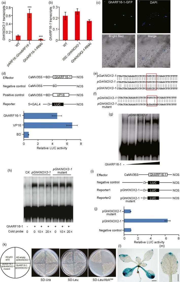 https://cdn.ncbi.nlm.nih.gov/pmc/blobs/108a/11386104/8da410351fa0/PBI-19-548-g005.jpg