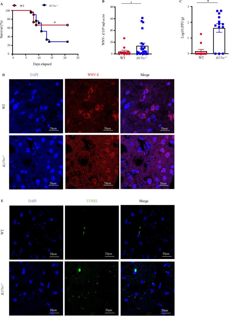 https://cdn.ncbi.nlm.nih.gov/pmc/blobs/108a/12258563/8375cb1a14f3/ppat.1013218.g001.jpg