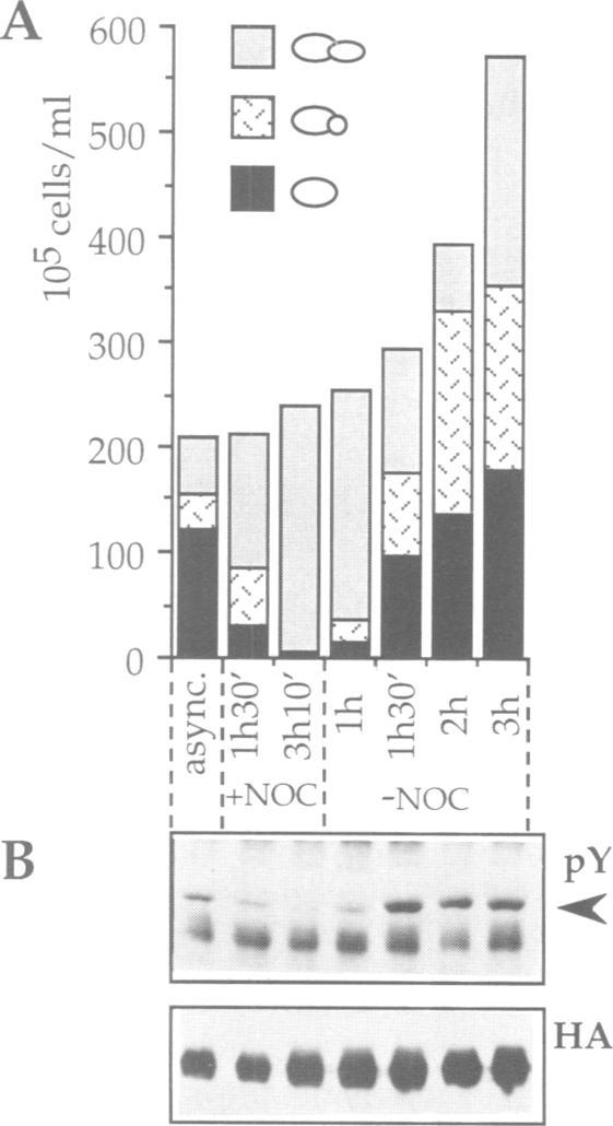 https://cdn.ncbi.nlm.nih.gov/pmc/blobs/108e/449920/89ce43c3b114/emboj00001-0089-b.jpg