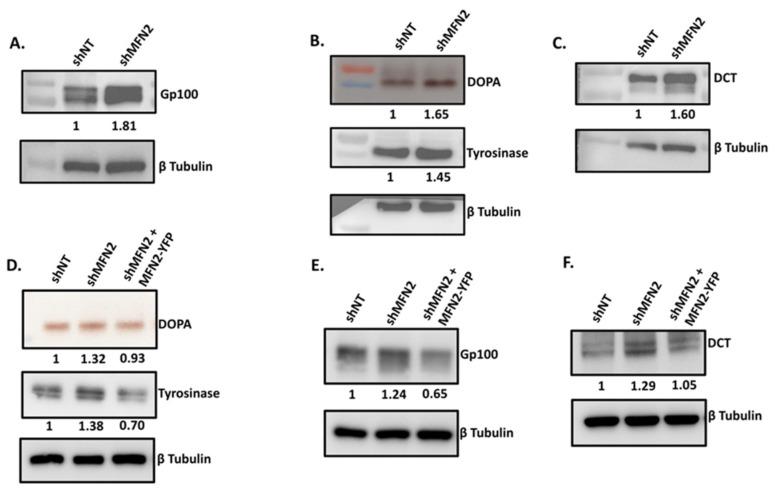 https://cdn.ncbi.nlm.nih.gov/pmc/blobs/108f/8869806/19c026038d7b/cells-11-00701-g005.jpg