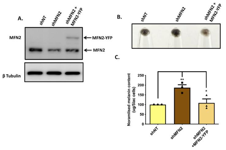 https://cdn.ncbi.nlm.nih.gov/pmc/blobs/108f/8869806/7fe97ef13485/cells-11-00701-g003.jpg