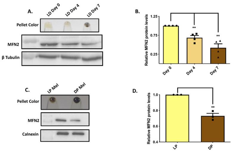 https://cdn.ncbi.nlm.nih.gov/pmc/blobs/108f/8869806/bf617fbce94a/cells-11-00701-g001.jpg