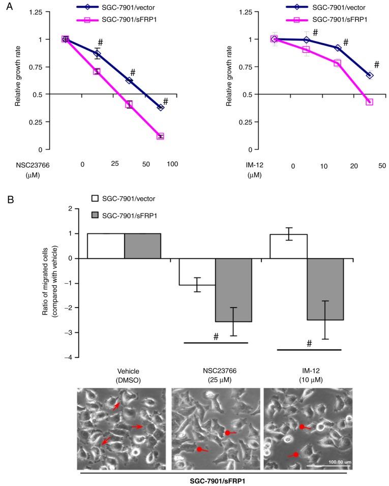 https://cdn.ncbi.nlm.nih.gov/pmc/blobs/1090/6278527/cebc430673ba/OR-41-01-0224-g03.jpg