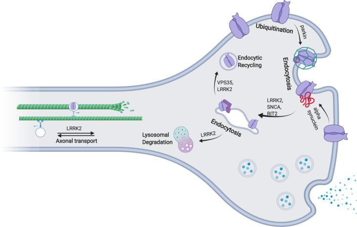https://cdn.ncbi.nlm.nih.gov/pmc/blobs/1092/7935902/30ba542cc8d1/41531_2021_161_Fig2_HTML.jpg