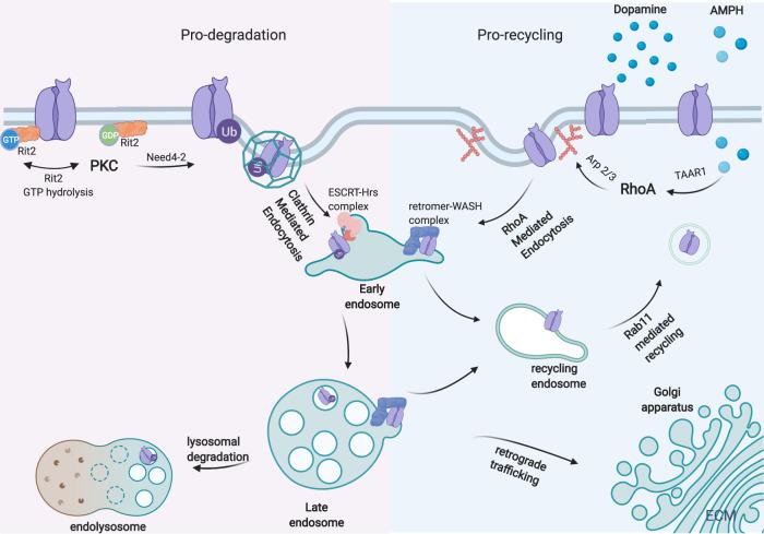 https://cdn.ncbi.nlm.nih.gov/pmc/blobs/1092/7935902/5756bb380866/41531_2021_161_Fig1_HTML.jpg