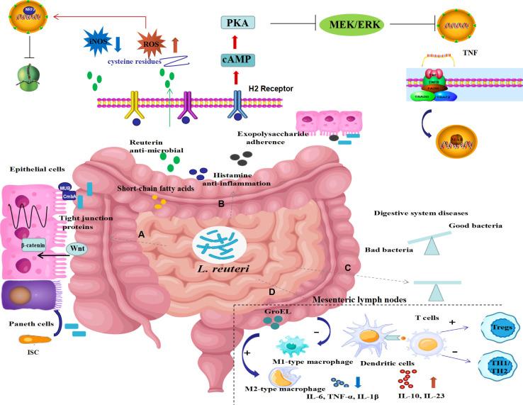 https://cdn.ncbi.nlm.nih.gov/pmc/blobs/1094/10471993/48912b8c86a2/fcimb-13-1254198-g001.jpg