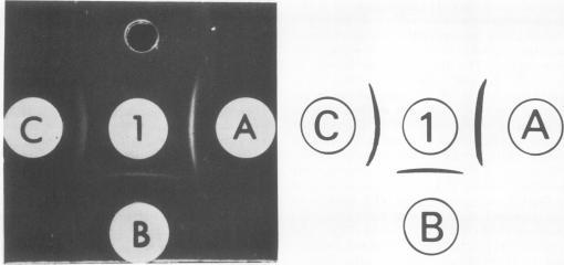 https://cdn.ncbi.nlm.nih.gov/pmc/blobs/1094/355565/783e150278a2/jvirol00249-0306-a.jpg