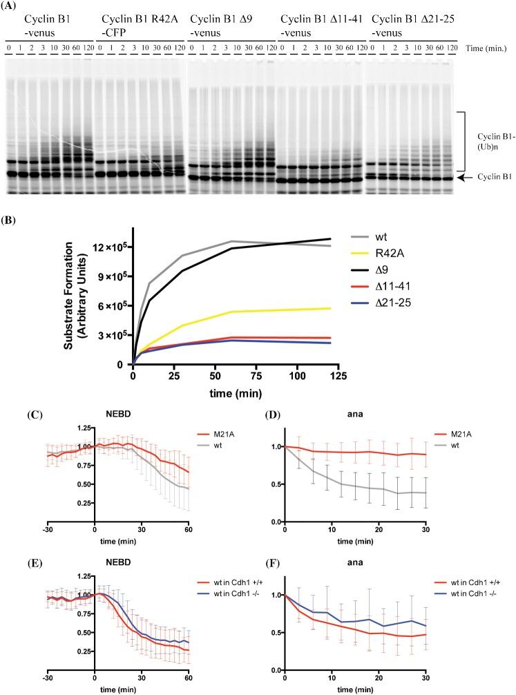 https://cdn.ncbi.nlm.nih.gov/pmc/blobs/1094/4197439/f30452aeceef/bio-03-10-904-f03.jpg