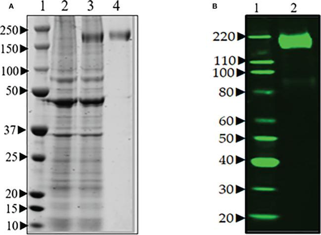 https://cdn.ncbi.nlm.nih.gov/pmc/blobs/109b/9995903/1b09ee6caffd/fimmu-14-1111644-g002.jpg