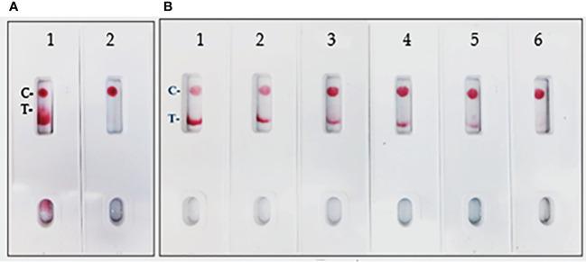 https://cdn.ncbi.nlm.nih.gov/pmc/blobs/109b/9995903/21f3455a3909/fimmu-14-1111644-g004.jpg