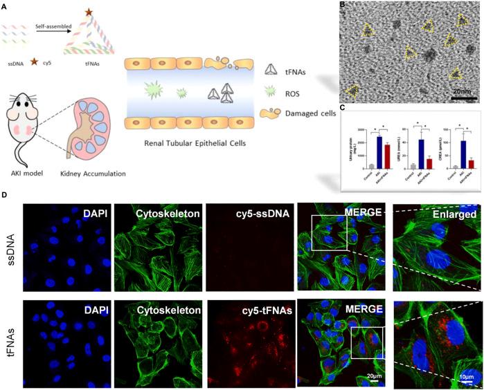 https://cdn.ncbi.nlm.nih.gov/pmc/blobs/109e/9949729/9e44ed357ddb/fbioe-11-1120148-g005.jpg
